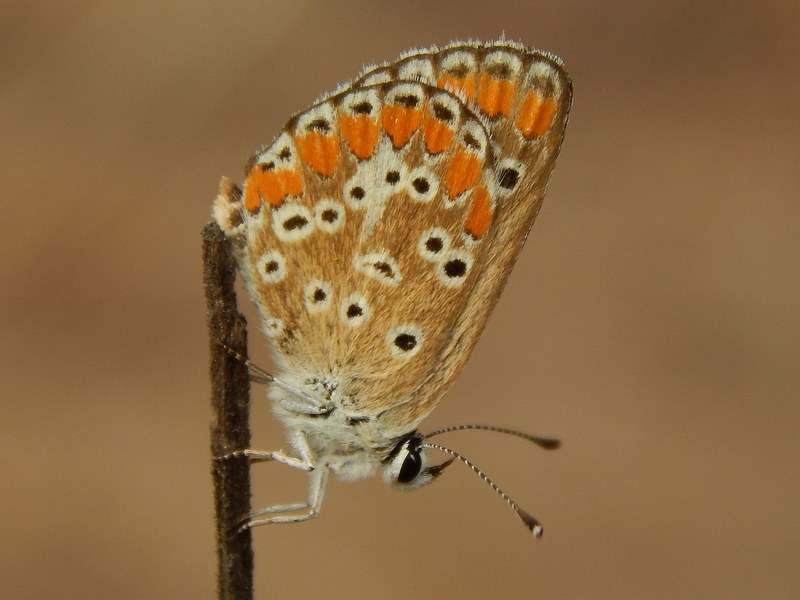 Aricia agestis ..autunnale..